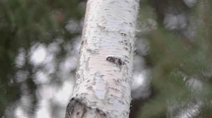 实拍树木视频素材