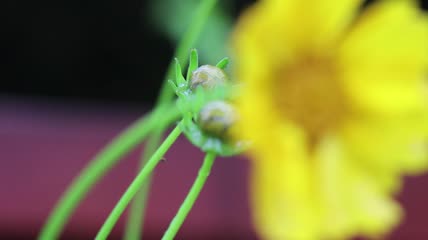 清新雨后植物花草雨滴水珠雨珠实拍视频