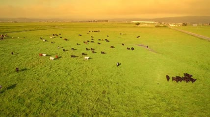 大型养殖业翠绿草地放牛风景 养殖牛高清航拍