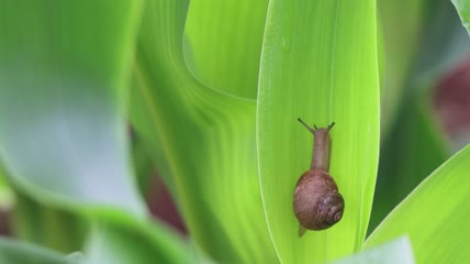 4K蜗牛特写实拍视频