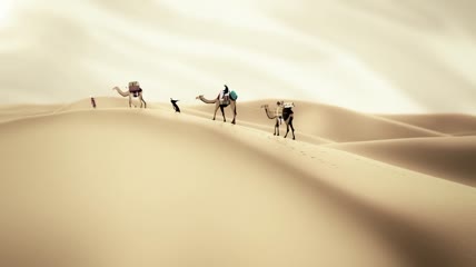 一带一路沙漠骆驼沟通交流动画