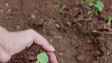 4K手捧幼苗实拍视频