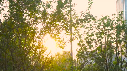 自然风景逆光夕阳治愈温暖4K实拍素材视频