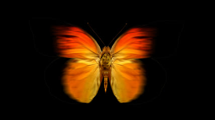带透明通道的蝴蝶飞舞素材