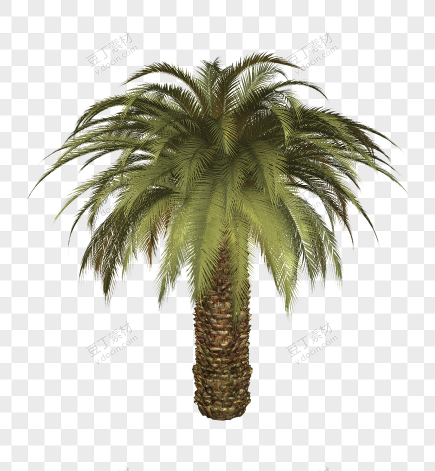 棕榈树(3)