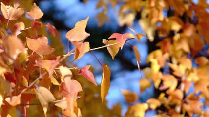 唯美空镜头秋叶红叶黄叶实拍视频