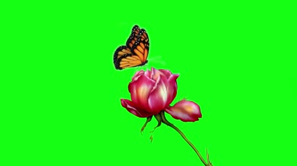 绿幕视频素材玫瑰蝴蝶