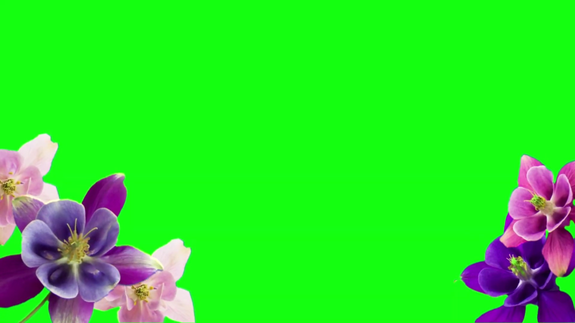 绿幕视频素材鲜花