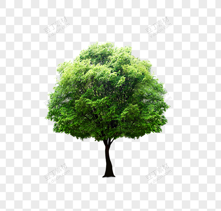 绿色环保树木素材大树
