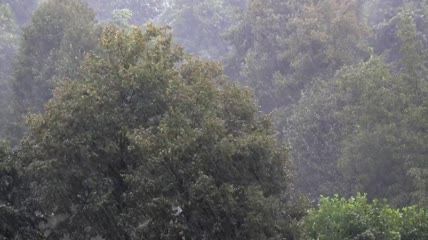 林木中的大雨实拍视频
