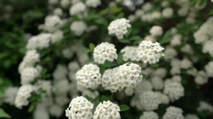 白花盛开特写实拍