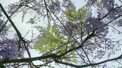 白天的紫色植物视频素材