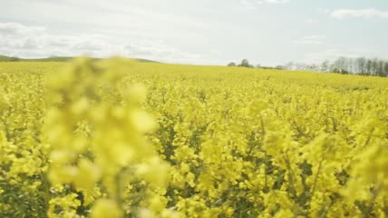 黄色花朵花田实拍