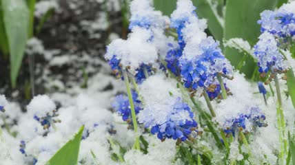 被雪覆盖的蓝色花朵视频素材