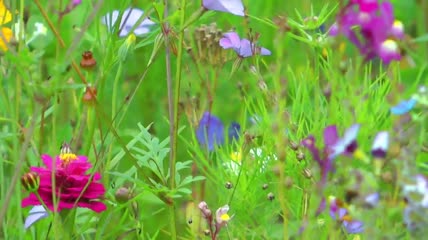 草地上五颜六色的花朵视频素材