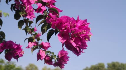 粉红色的花朵在微风中飘动特写实拍