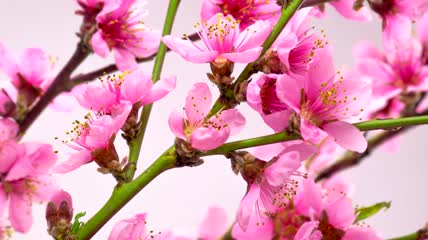 粉红色的花在树枝上盛开延时实拍