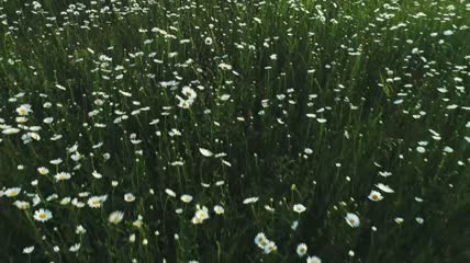 覆盖着田野的白色野花近景实拍