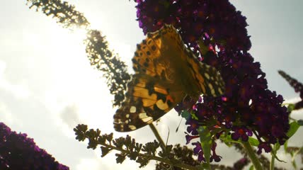 挂在花朵上的蝴蝶特写实拍