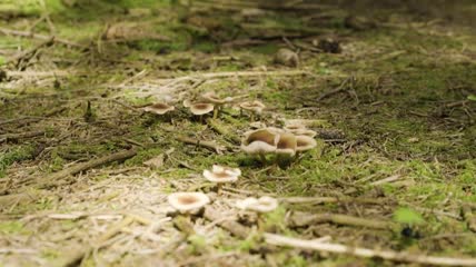 森林地面上的野生蘑菇实拍