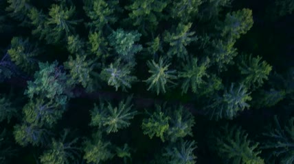 森林里松树顶端的俯视视频