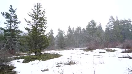 大雪的森林实拍视频