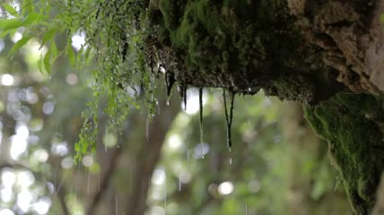 森林深处的大雨特写实拍
