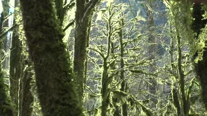 神秘森林里长满苔藓的树特写实拍