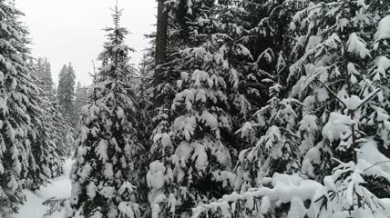 树枝上挂着雪花的松树特写实拍