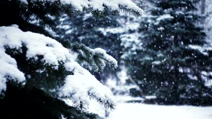 松林降雪的慢动作特写实拍