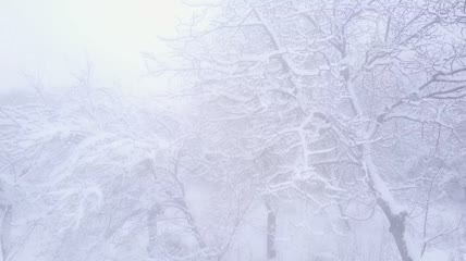 实拍雾蒙蒙的早晨树上覆盖着白雪