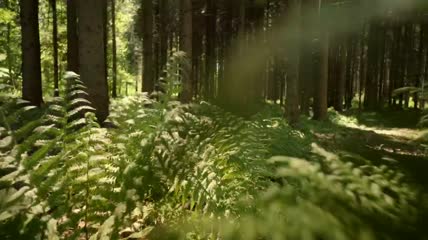 阳光穿过森林实拍视频