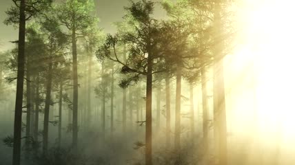 阳光穿过雾蒙蒙的森林视频