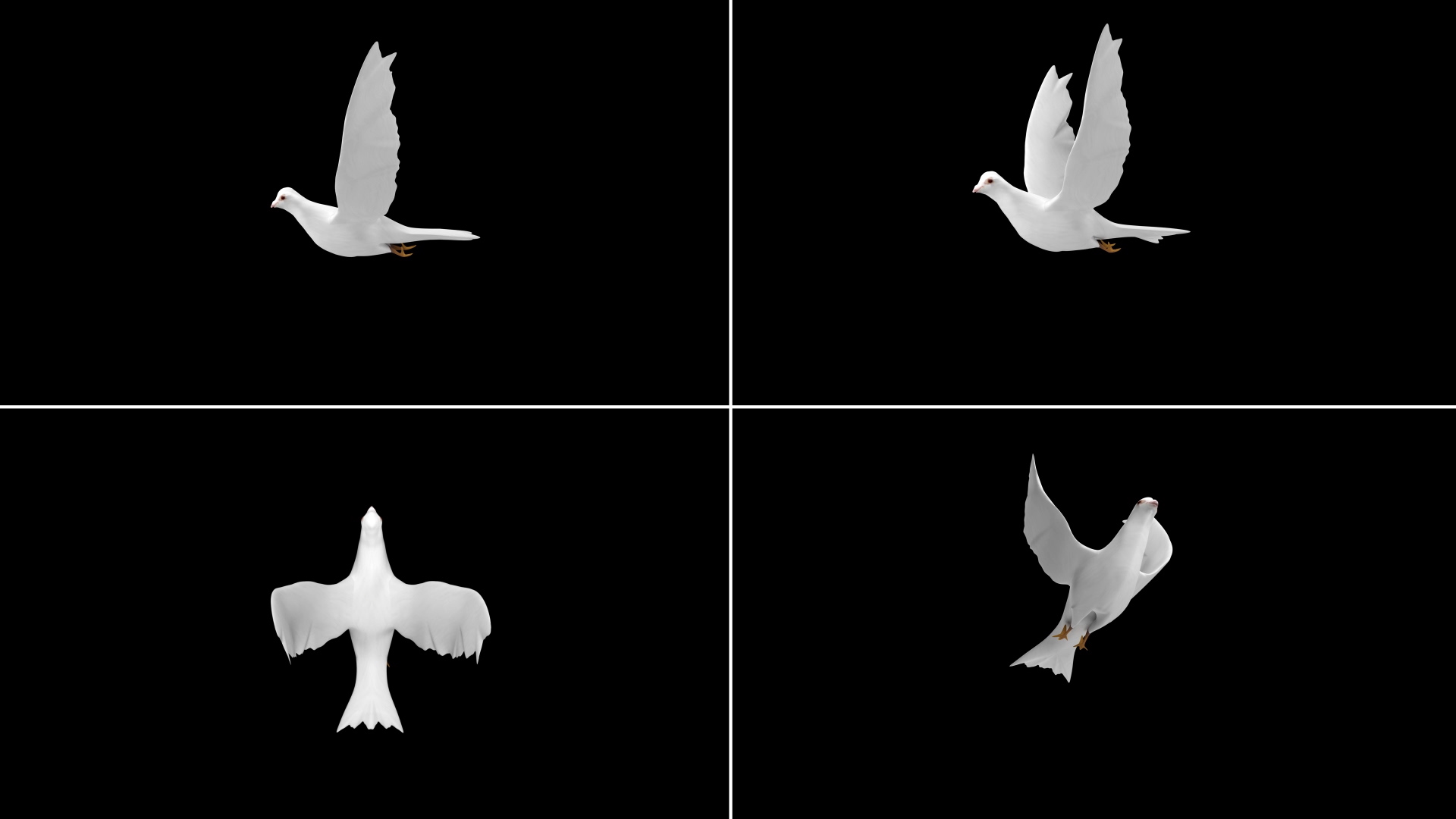 鸽子飞鸽白鸽透明通道无限循环素材