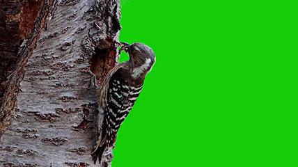 啄木鸟绿幕视频素材