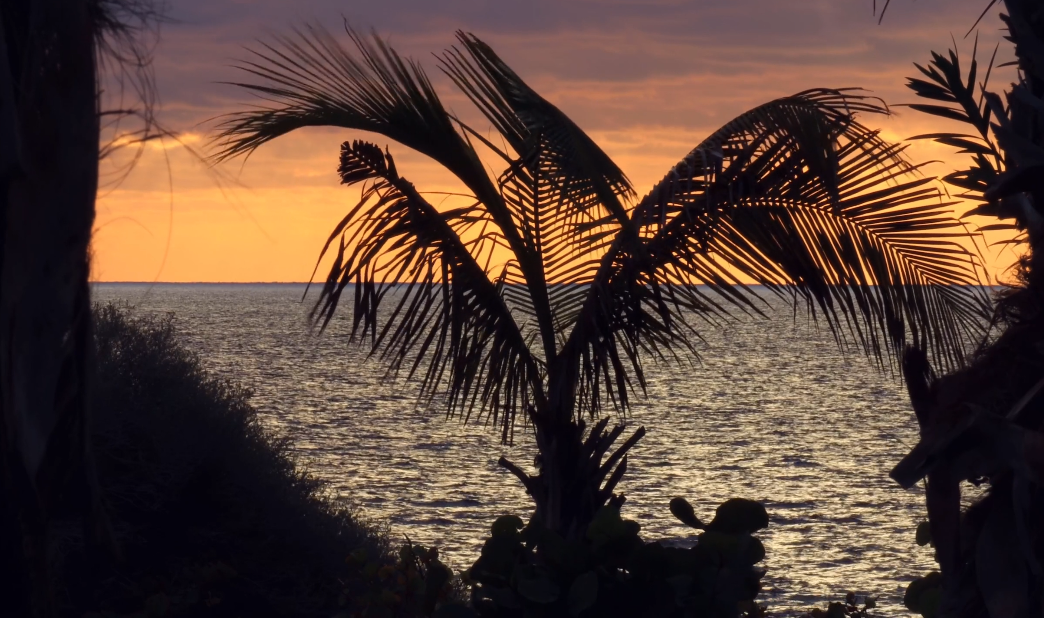 超清棕榈树海边落日