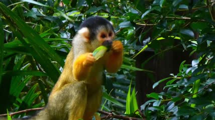 卡布钦猴子吃水果