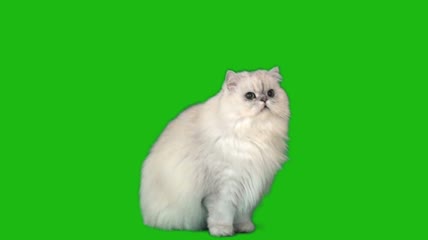 可爱的波斯猫绿屏视频