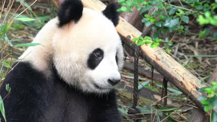 可爱的大熊猫4K