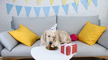 可爱的狗在家里戴派对帽子吃生日蛋糕特写