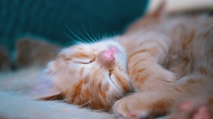 可爱的红色的小猫睡在沙发上特写