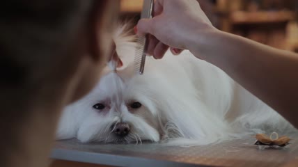 女性美容师在美容沙龙刷马耳他狗特写