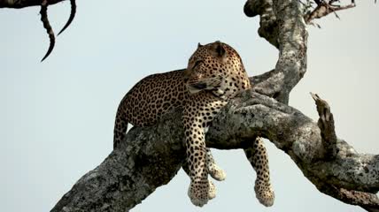 趴在树上休息的非洲豹特写