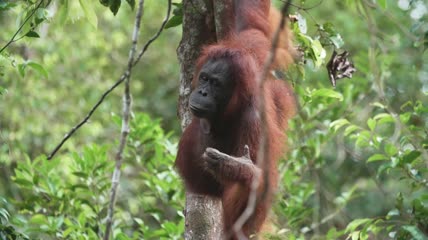 婆罗洲丹绒普亭国家公园猩猩妈妈和宝宝爬树特写