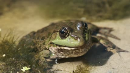 青蛙坐在河里