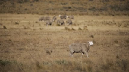 秋天走在草原上的羊实拍