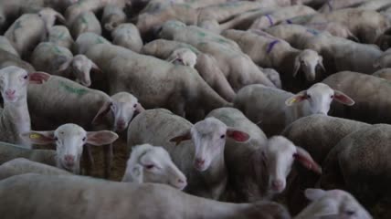 圈在羊圈的羊群