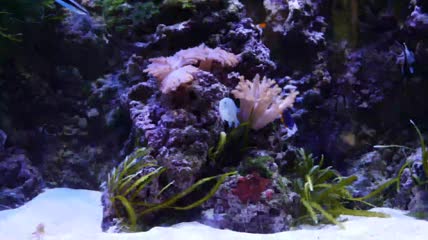 热带鱼和珊瑚