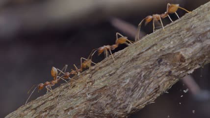 热带雨林中的红蚂蚁特写