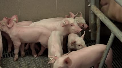 人工养殖的猪